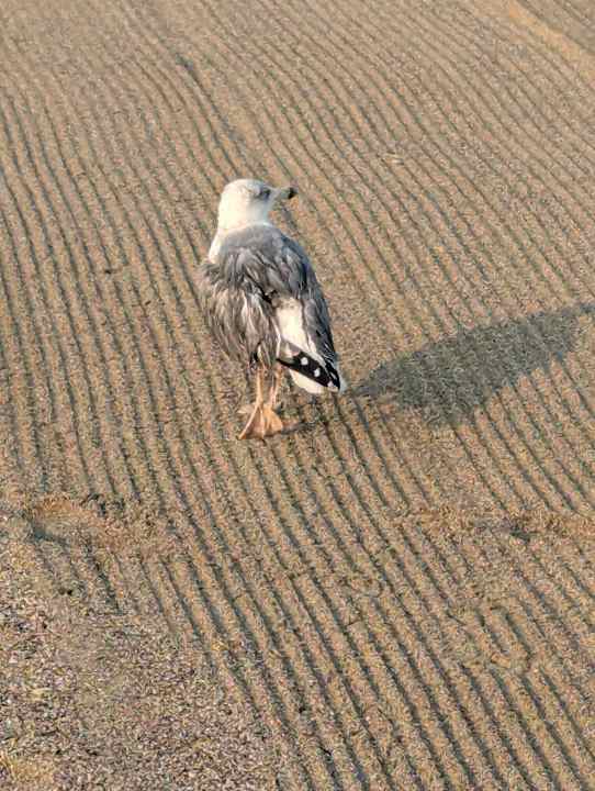 Strand Hotel Best Sabinal