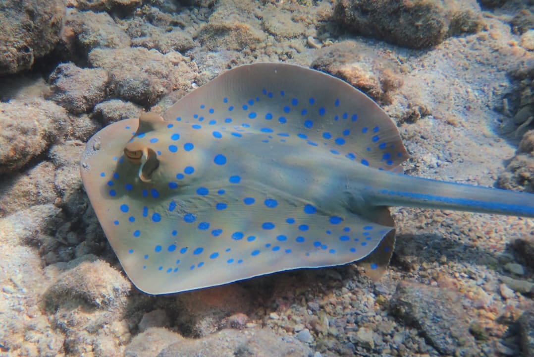 Strand Pickalbatros Citadel Resort