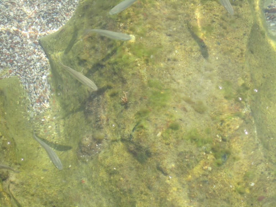 Fische im flachen Wasser - Top Wasserqualität Rodos Princess Beach Hotel & Spa