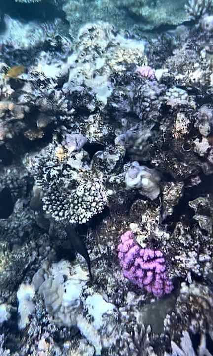 Sport & Freizeit Desert Rose