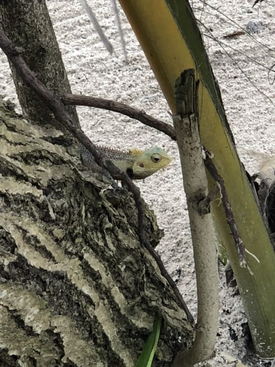 Gartenanlage Komandoo Island Resort & Spa - Adults only