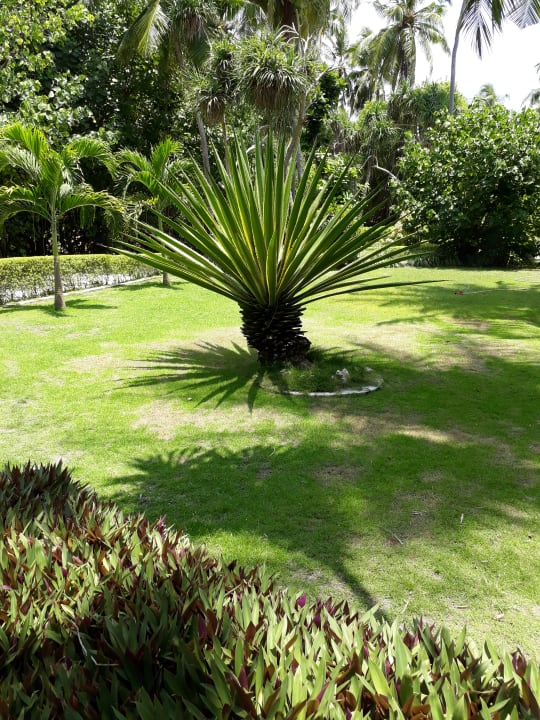 Gartenanlage Adaaran Select Meedhupparu Island Resort - Premium All Inclusive