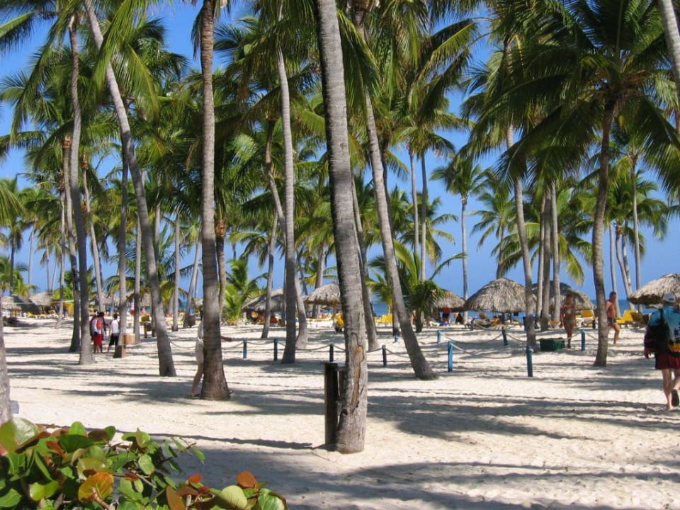 Strand für den der Schatten braucht Catalonia Punta Cana - All Inclusive