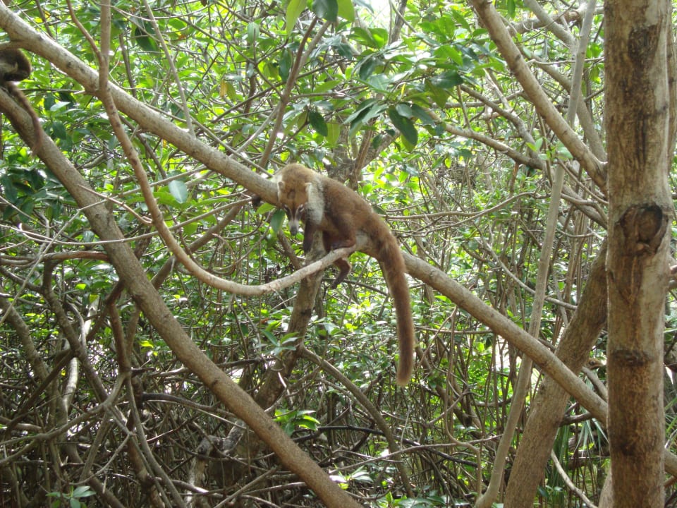Nasenbär Iberostar Selection Paraiso Maya Suites
