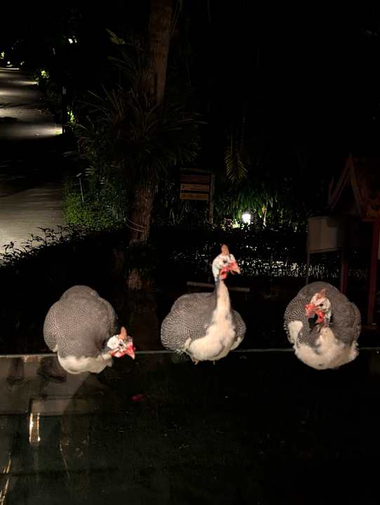 Sonstiges SYLVAN Koh Chang