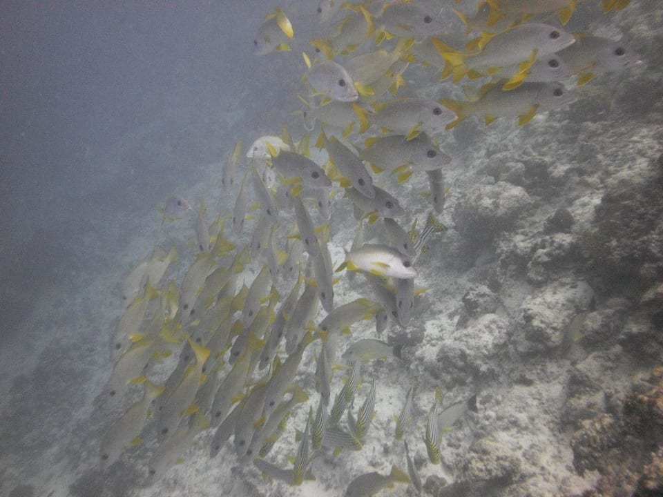 Tauchen Villa Park Sun Island