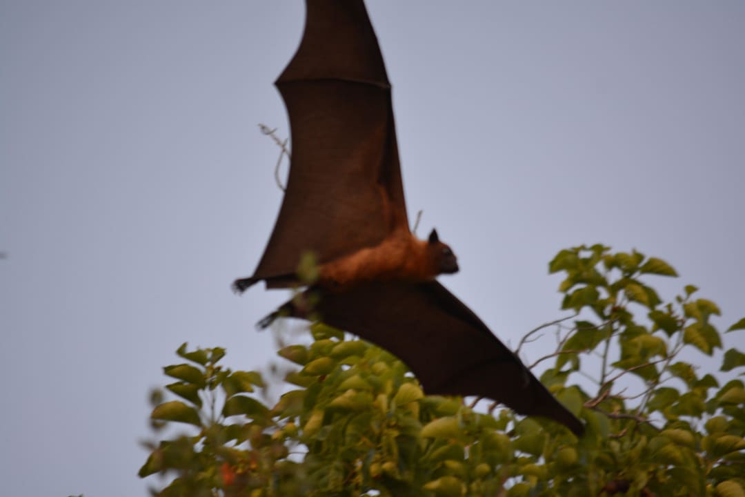 Fledermaus Kuramathi Maldives
