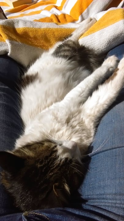 Die Hotelkatze Sindbad Club