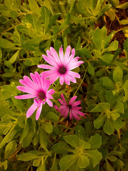 Gartenanlage Euro Village Achilleas Hotel