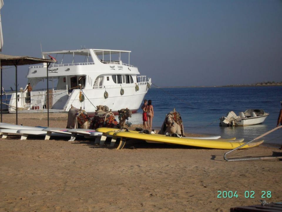 Kamele am Strand SUNRISE Royal Makadi Resort
