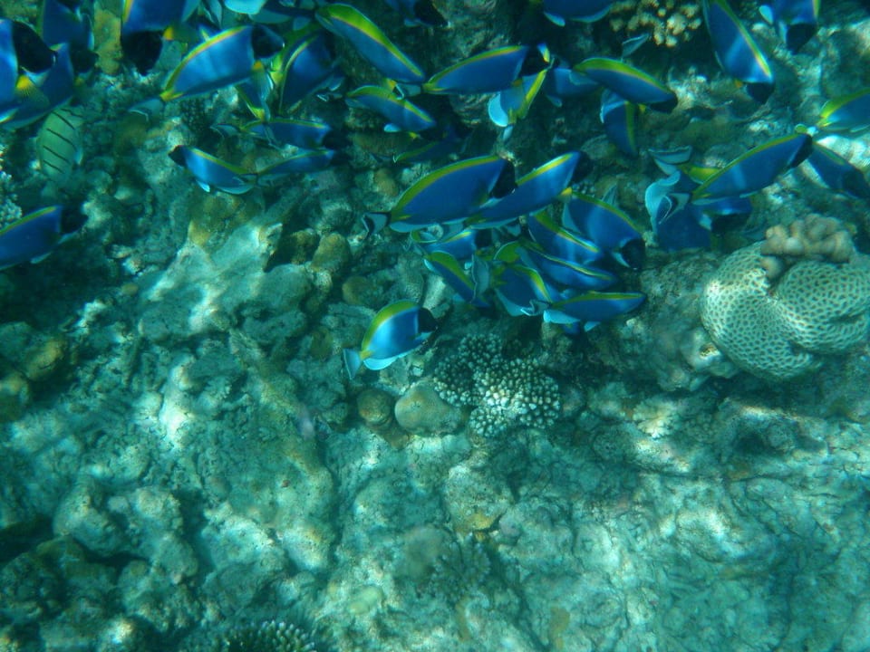 Schnorchel Tour Sun Siyam Olhuveli