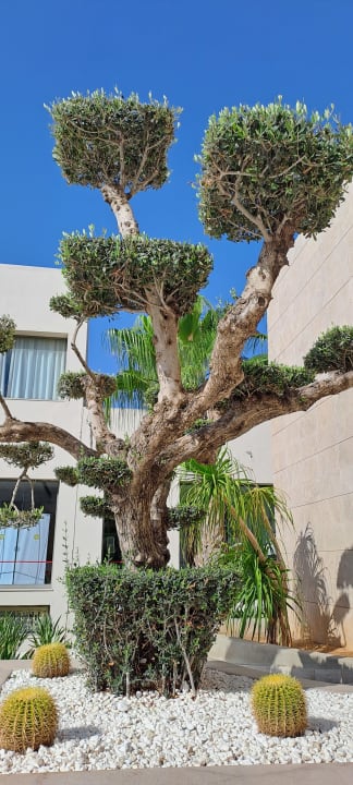 Gartenanlage Hotel Rosa Beach