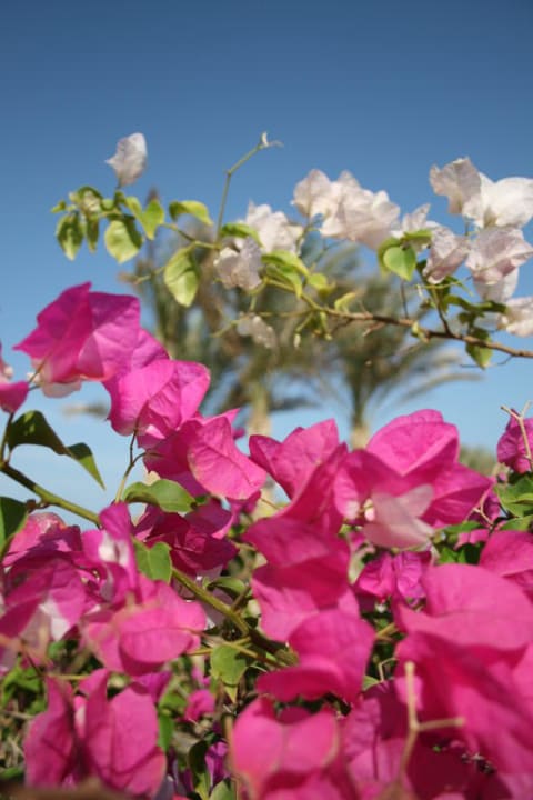 Überall schöne Pflanzen Radisson Blu Resort, El Quseir