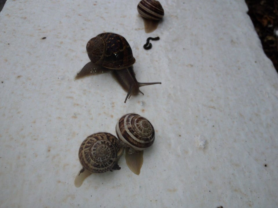 Schneckenaufmarsch nach einem Regenschauer ROBINSON DAIDALOS