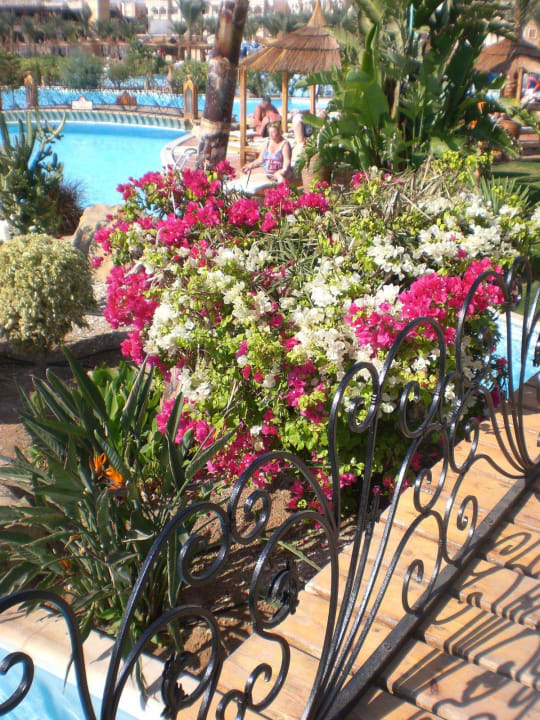Albatros Palace im Januar Pickalbatros Palace Resort