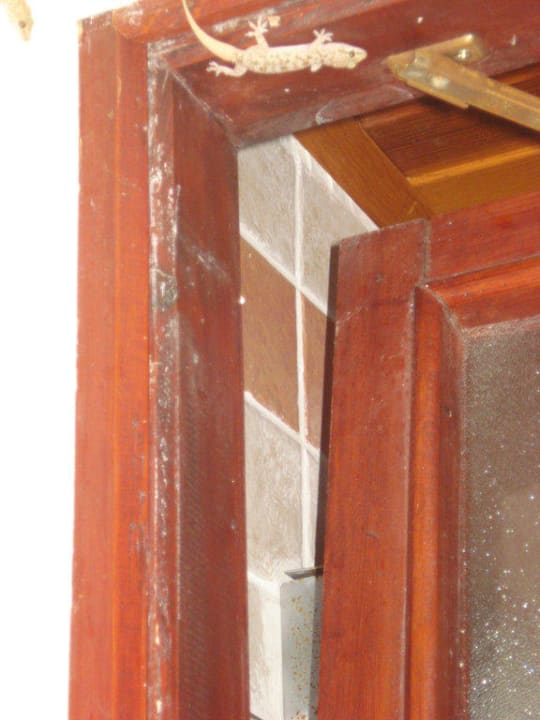 Eidechsenalarm Horus Paradise Luxury Resort & Club