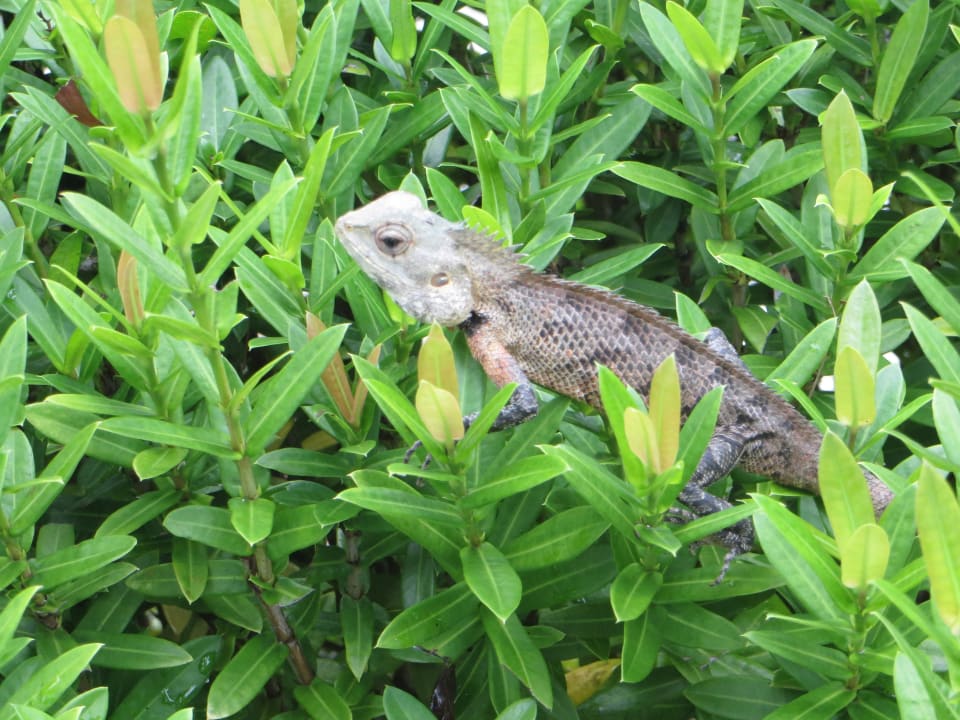 Die Helfer der Gärtnerei Adaaran Select Hudhuran Fushi - Premium All Inclusive