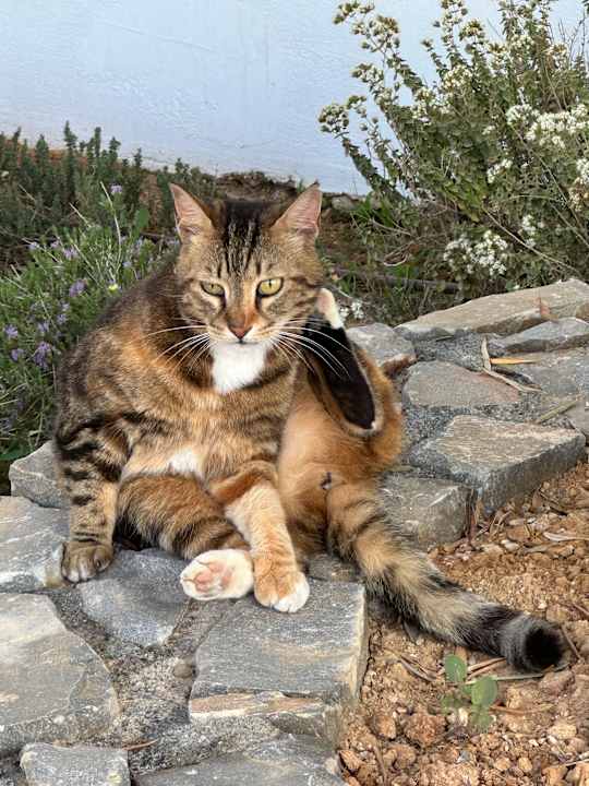 Sonstiges Knossos Beach Bungalows Suites Resort & Spa