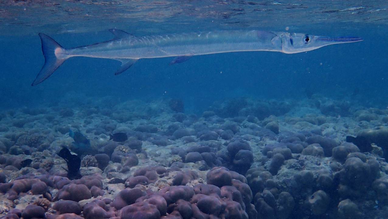 Sport & Freizeit Hotel Riu Palace Maldivas