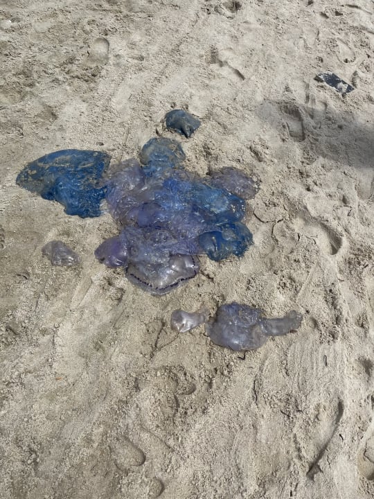 Strand The Orangers Beach Resort and Bungalows