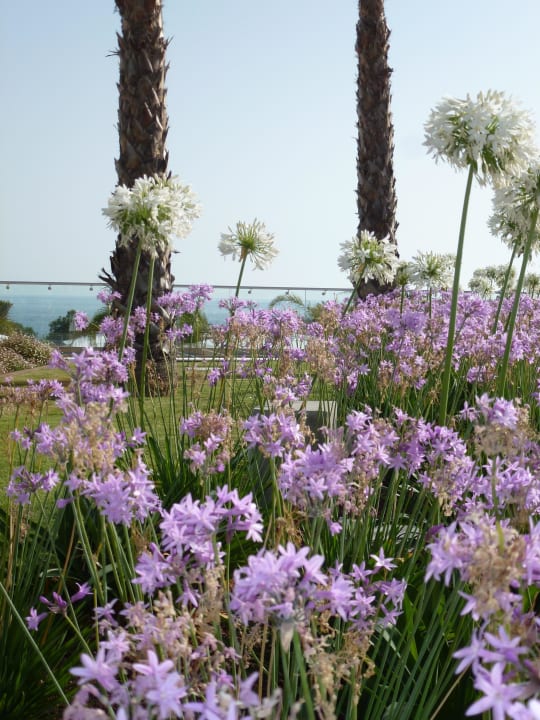 Schöne Bepflanzung Hipotels Gran Conil Hotel