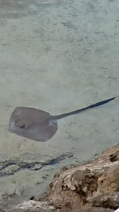 Strand Pickalbatros Citadel Resort