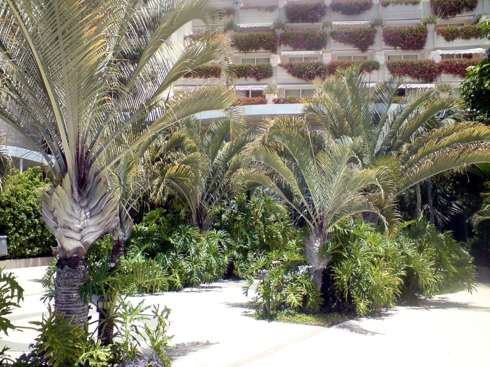 Palmen auf der Terrasse Landmar Playa La Arena