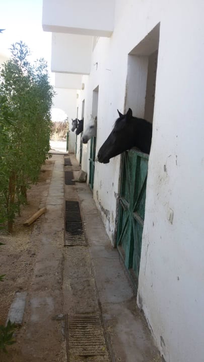 Ausritt bei Sonnenauf- oder Untergang Hotel Mercure Hurghada