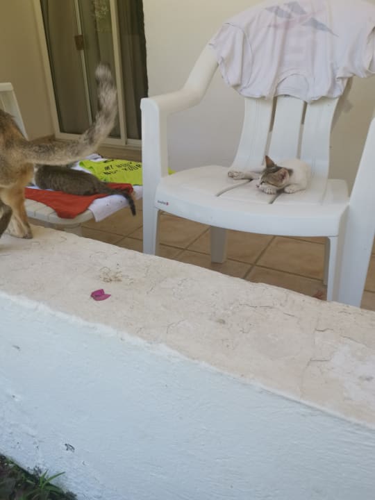 Zimmer Hotel Djerba Resort