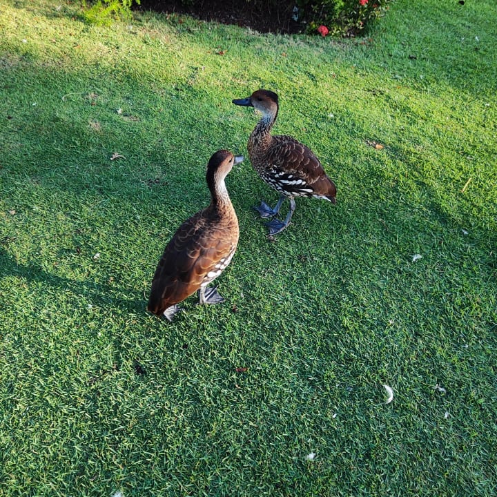 Lobby Hotel Viva Dominicus Palace by Wyndham-All Inclusive Resort
