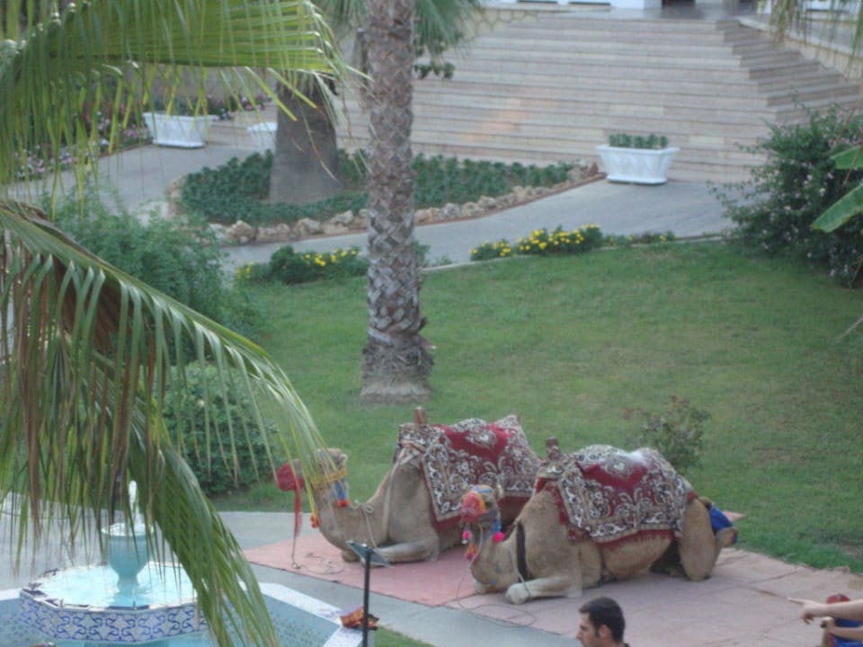 Türkischer Abend Ali Bey Club