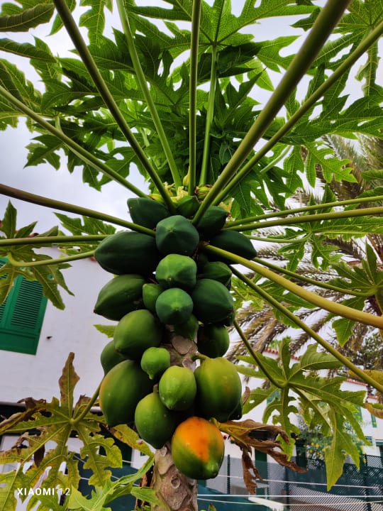 Gartenanlage LABRANDA Marieta - Adults only