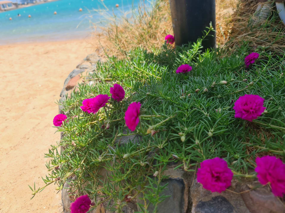 Gartenanlage Continental Hotel Hurghada