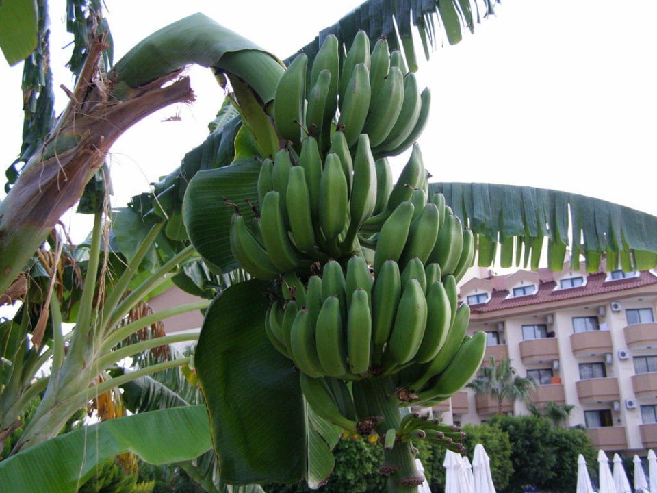Bananenbaum mit Bananen Grand Seker Hotel