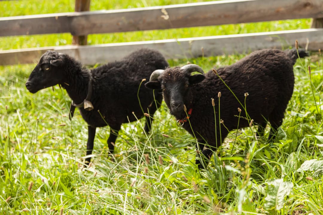 Unser Streichelzoo  Residence Garni Melcherhof