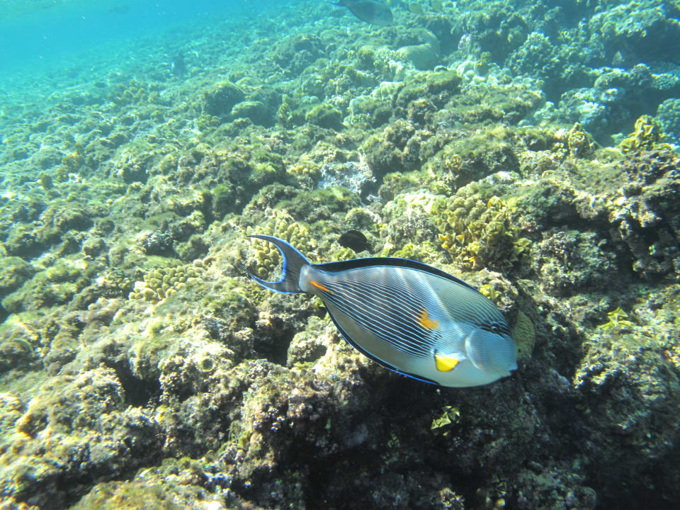 Sport & Freizeit Three Corners Equinox Beach Resort