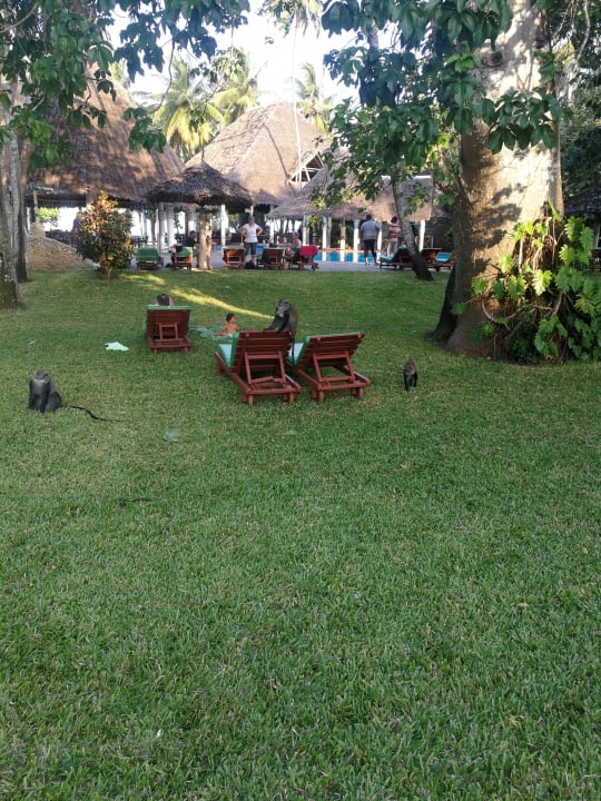 Gartenanlage Neptune Paradise Beach Resort & Spa