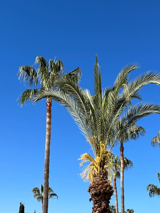 Sonstiges Saphir Resort & Spa