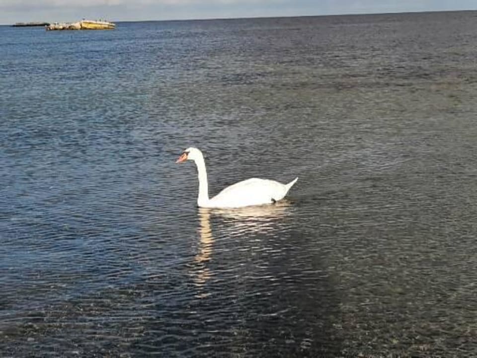 Strand BEECH Resort Boltenhagen