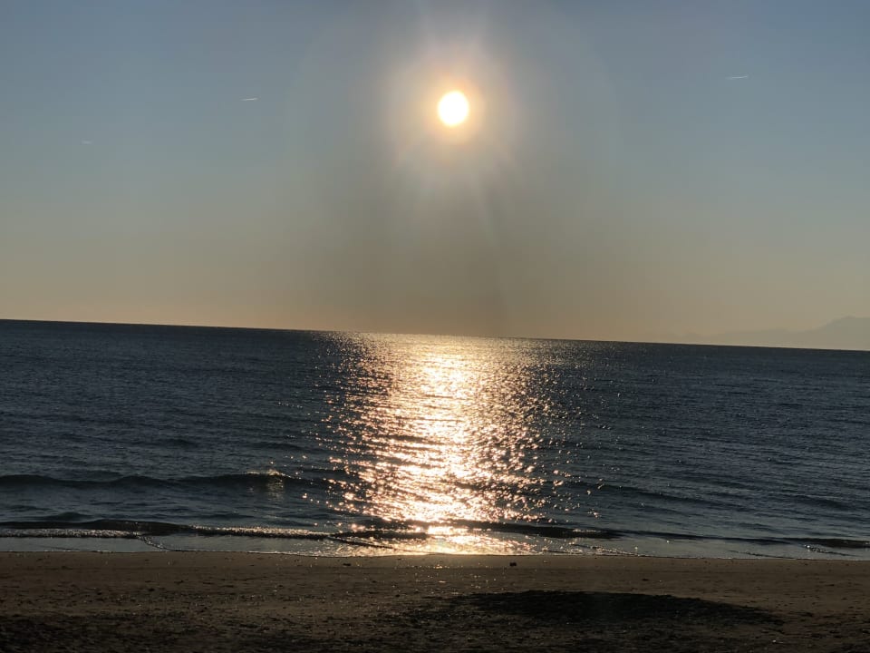 Strand Acanthus Cennet Barut Collection