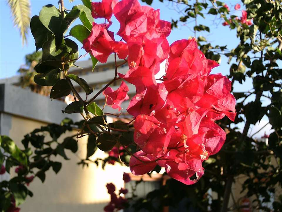 Blühende Anlage HL Miraflor Suites Hotel