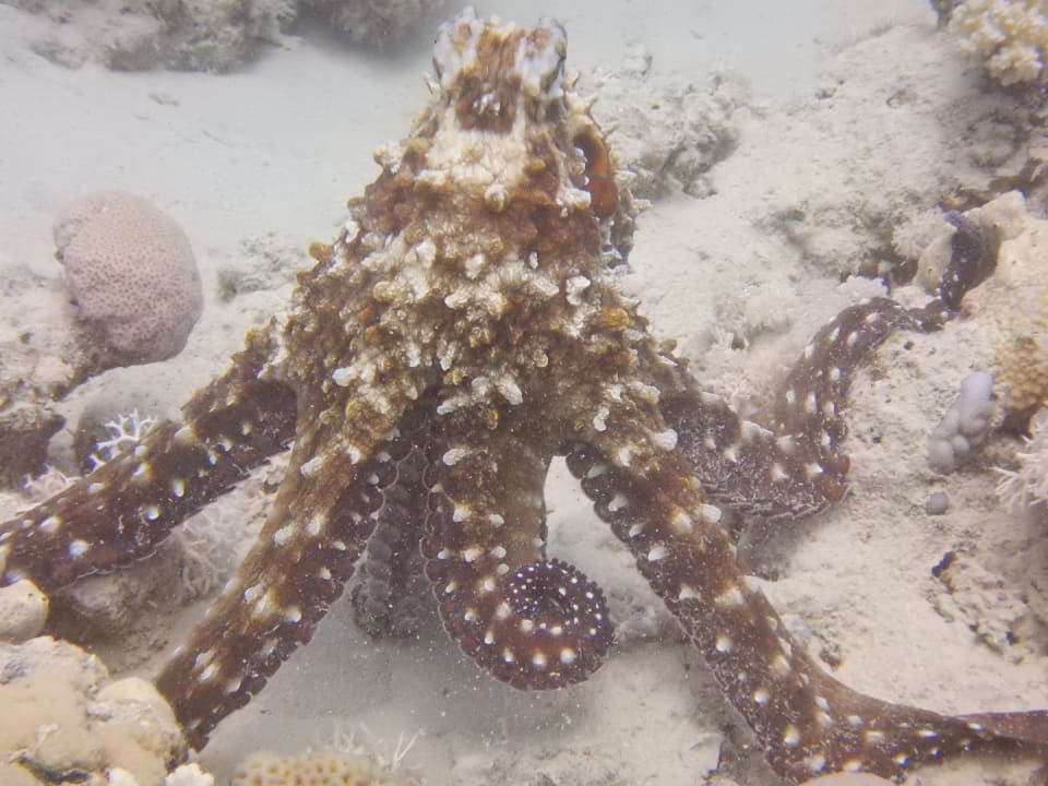 Sport & Freizeit Grand Makadi