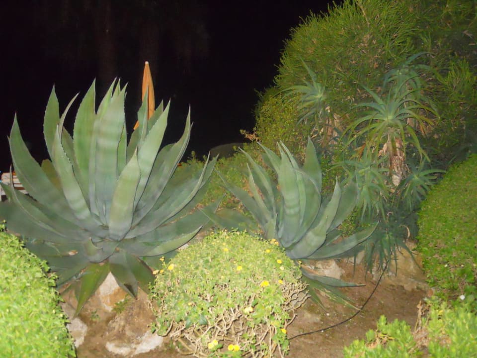 Super gepflegt Golden Club Cabanas