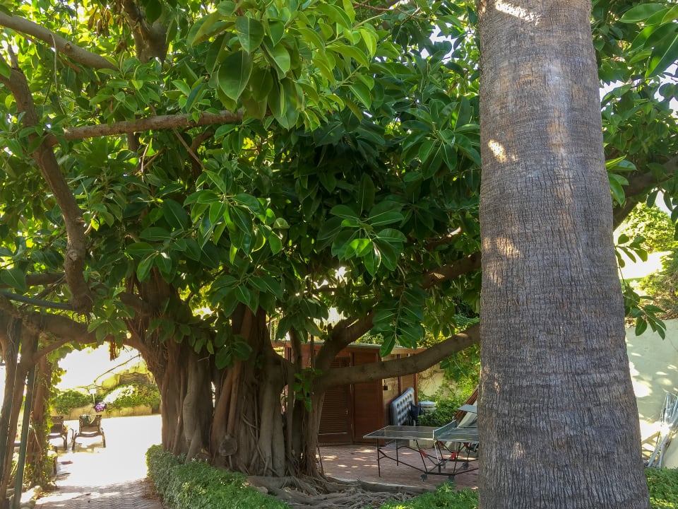 Gartenanlage Side Star Elegance