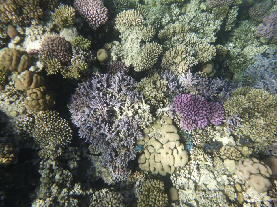 Schöne bunte Korallen Cleopatra Luxury Resort Makadi Bay