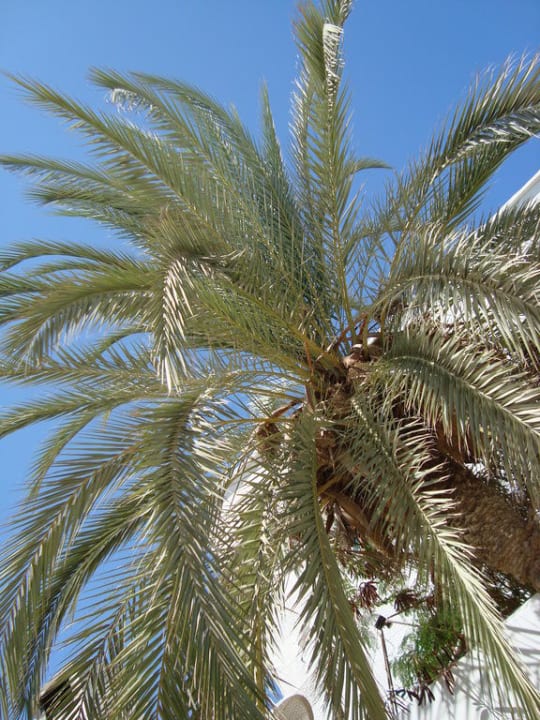 Eine Palme am Relax-Pool Hotel Fiesta Beach Djerba