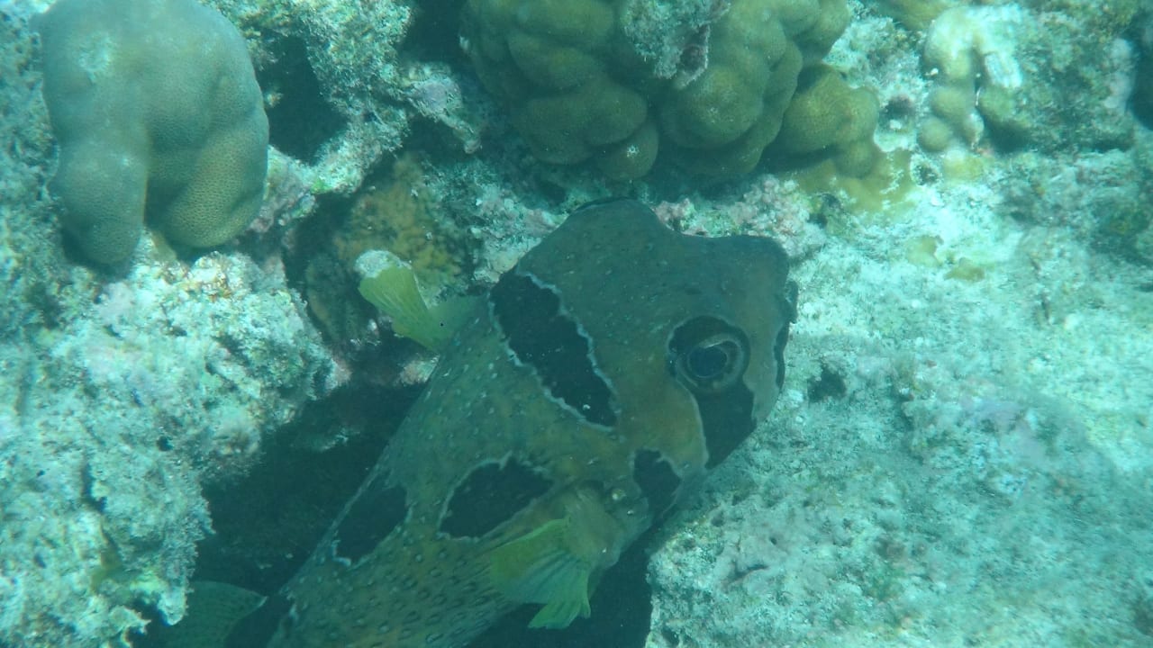 Sport & Freizeit NH Collection Maldives Reethi Resort