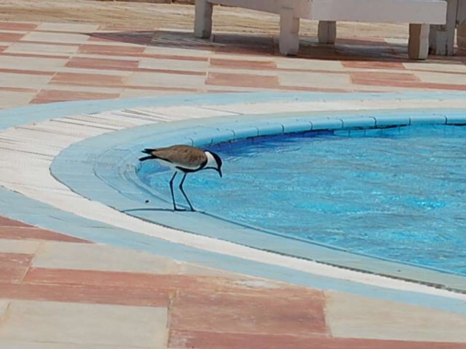 Hotel Pensee Azur Resort Pensée Royal Garden Beach Resort