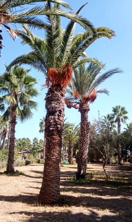 "Gartenanlage" Seabel Alhambra Beach Golf & Spa (Port ElKantaoui