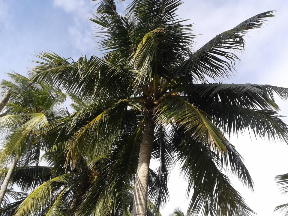 Aus der Außendusche  Adaaran Select Meedhupparu Island Resort - Premium All Inclusive